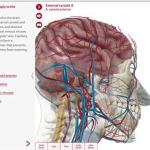 Visible Body Anatomy and Physiology 1.5.04